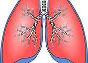 New study finds blocking histones using antibodies alleviates lung fibrosis
